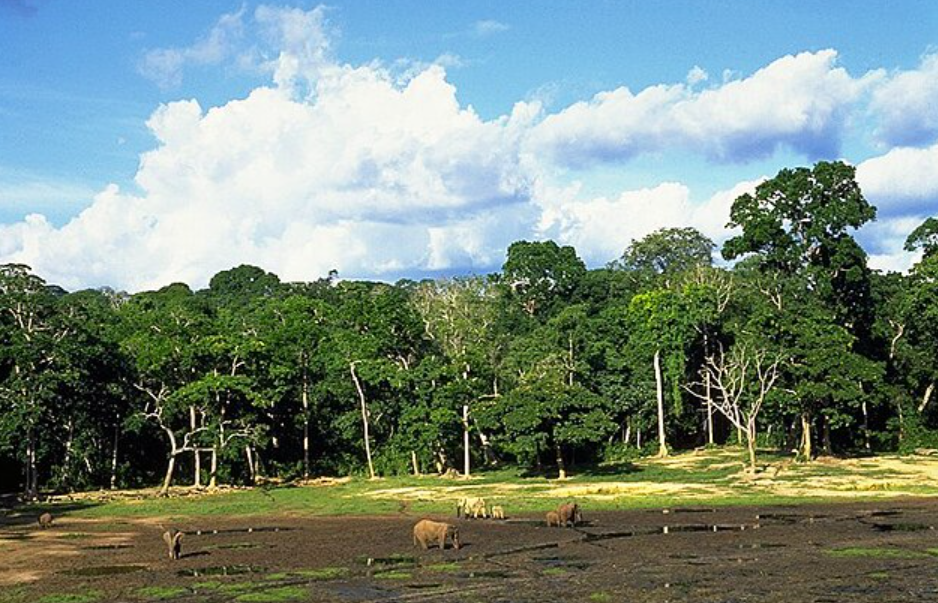 Dzanga-Ndoki National Park, Part of Sangha Trinational UNESCO Site (Southwest), Central African Republic